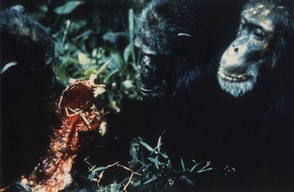 Chimpanzees Food